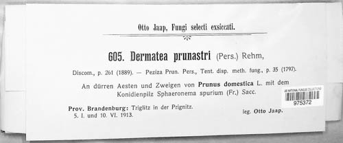 Tympanis prunastri image
